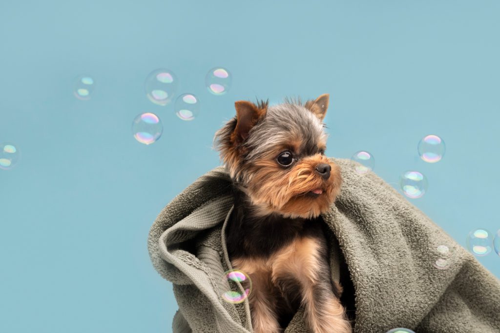 Grooming Dog in towel with bubbles