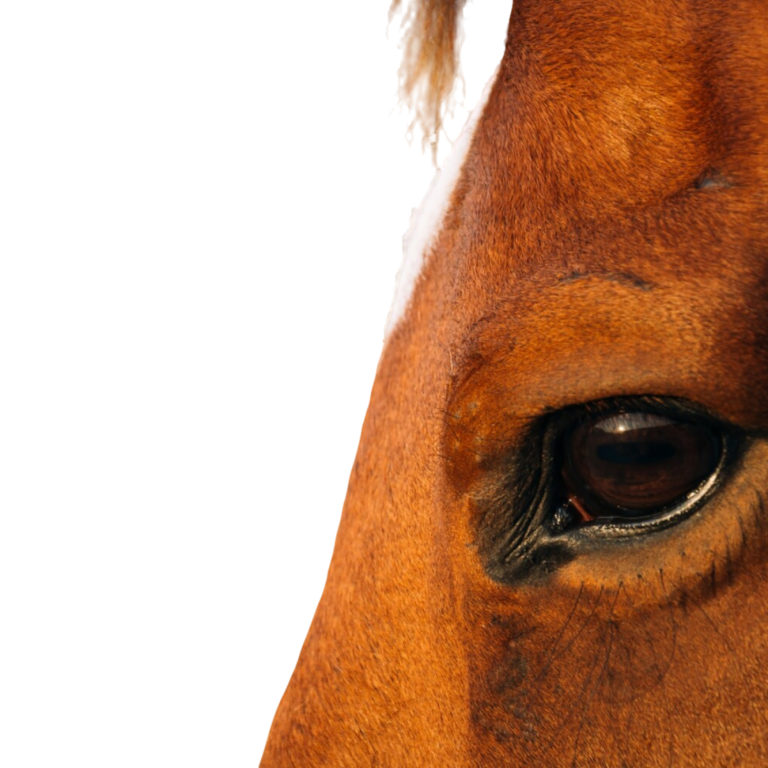 horse face