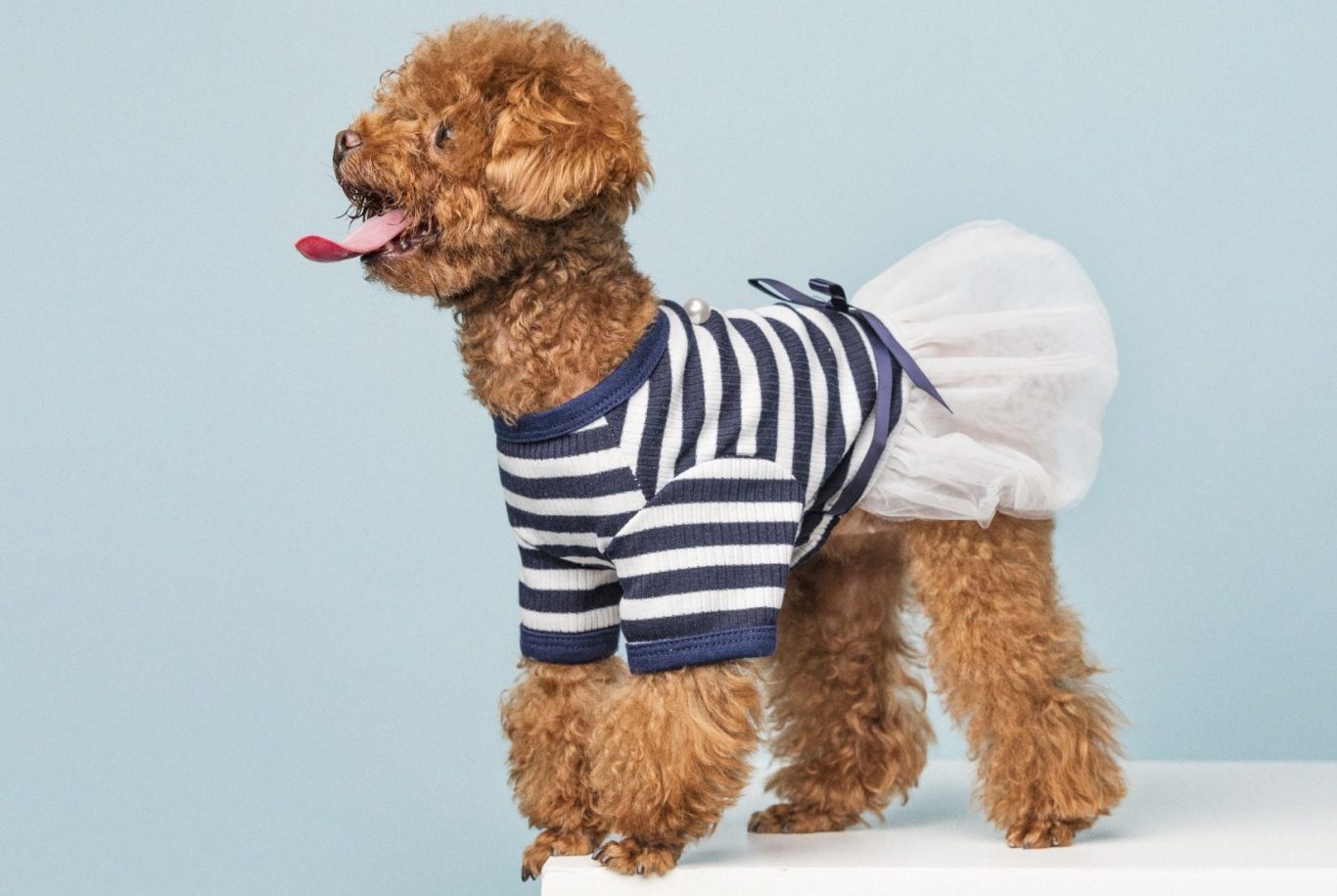 Dog in a blue striped outfit