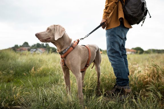 Dog on a lead