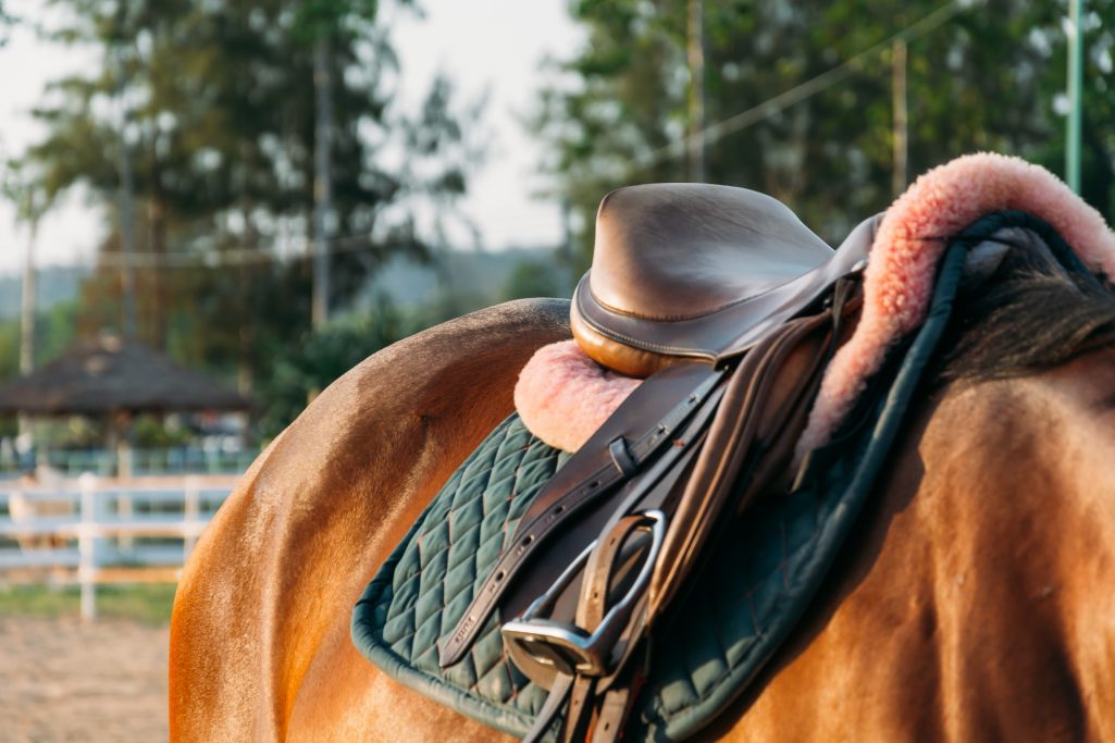 Riding Lessons Horse and saddle