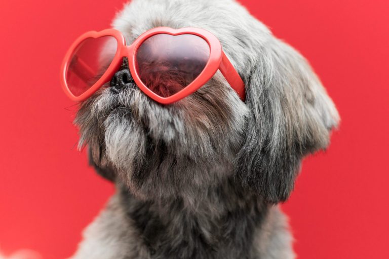 dog in sunglasses