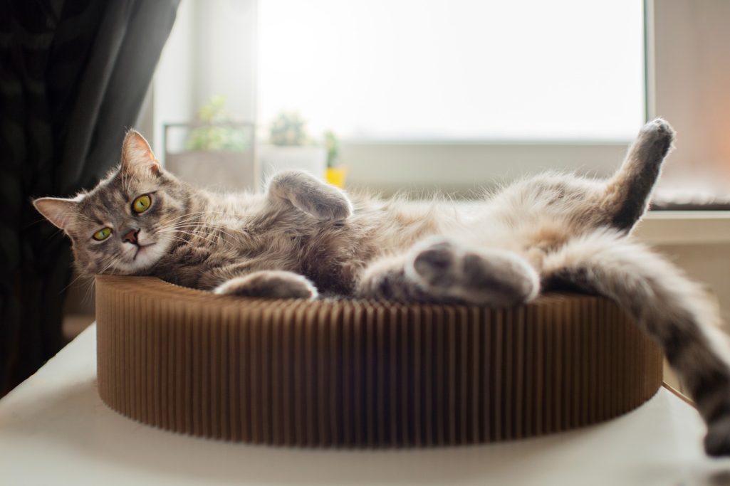 Boarding & Sitting Cat lying in cat bed